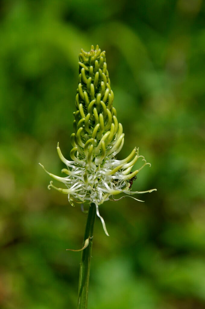 spiked horned rampion