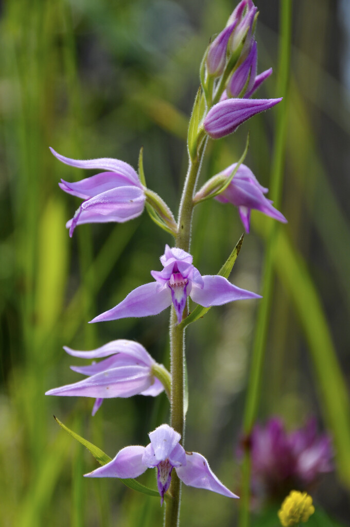 red helleborine
