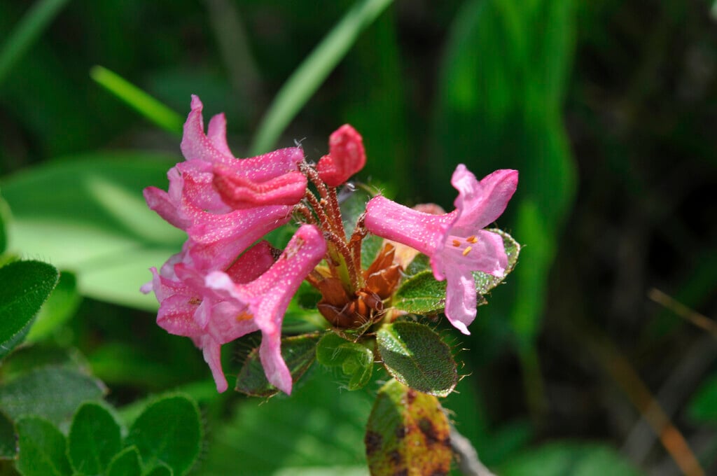 <em>Rhododendron</em> <em>hirsutum</em>