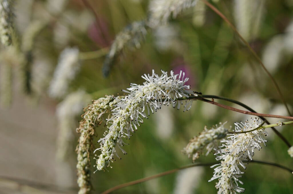 <i>Sanguisorba</i> <i>parviflora</i>