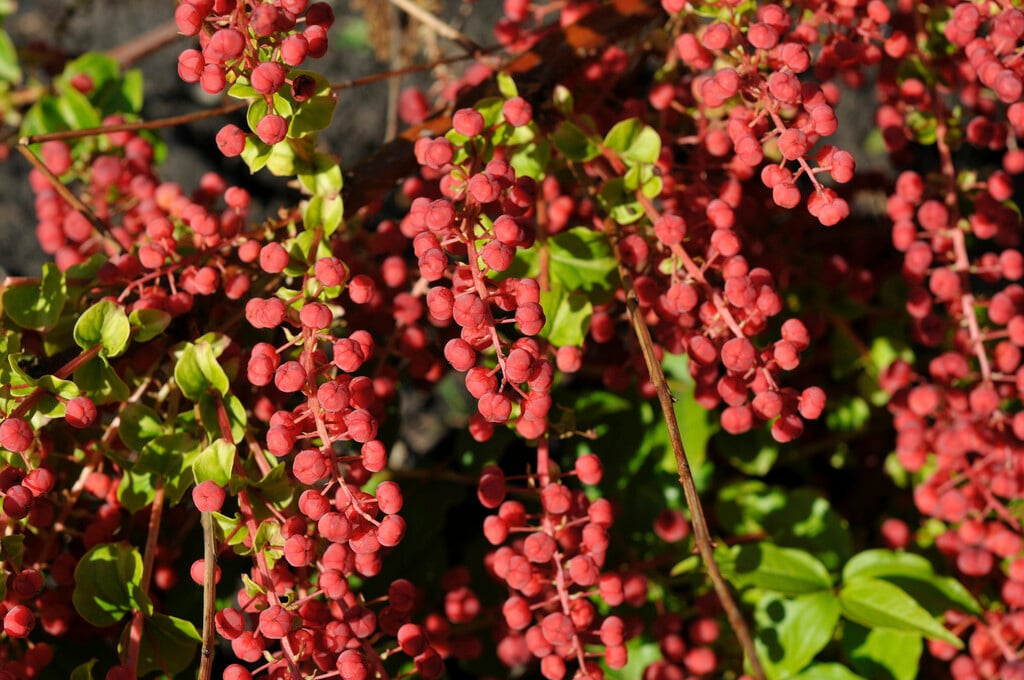 <i>Coriaria</i> <i>japonica</i>