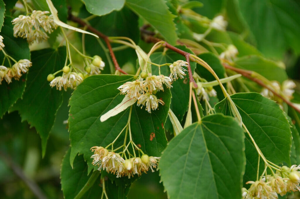 Kyushu lime