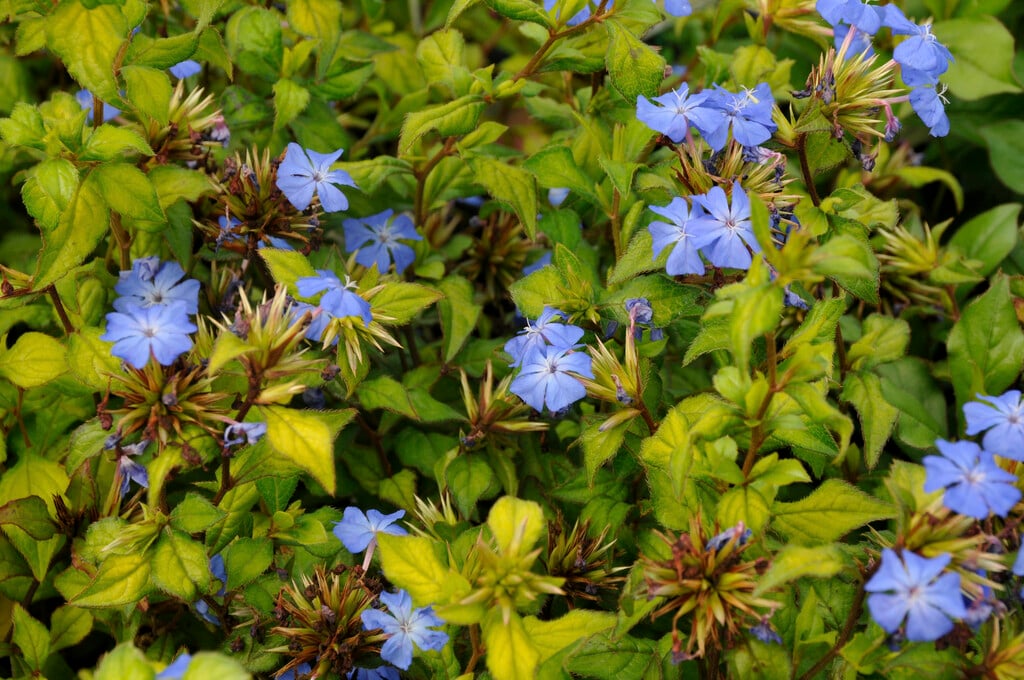 Chinese plumbago [Forest Blue]