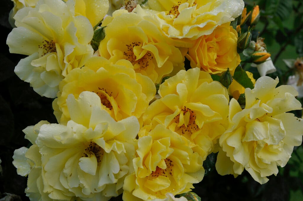 rose [Golden Gate] ('Korgolgat')