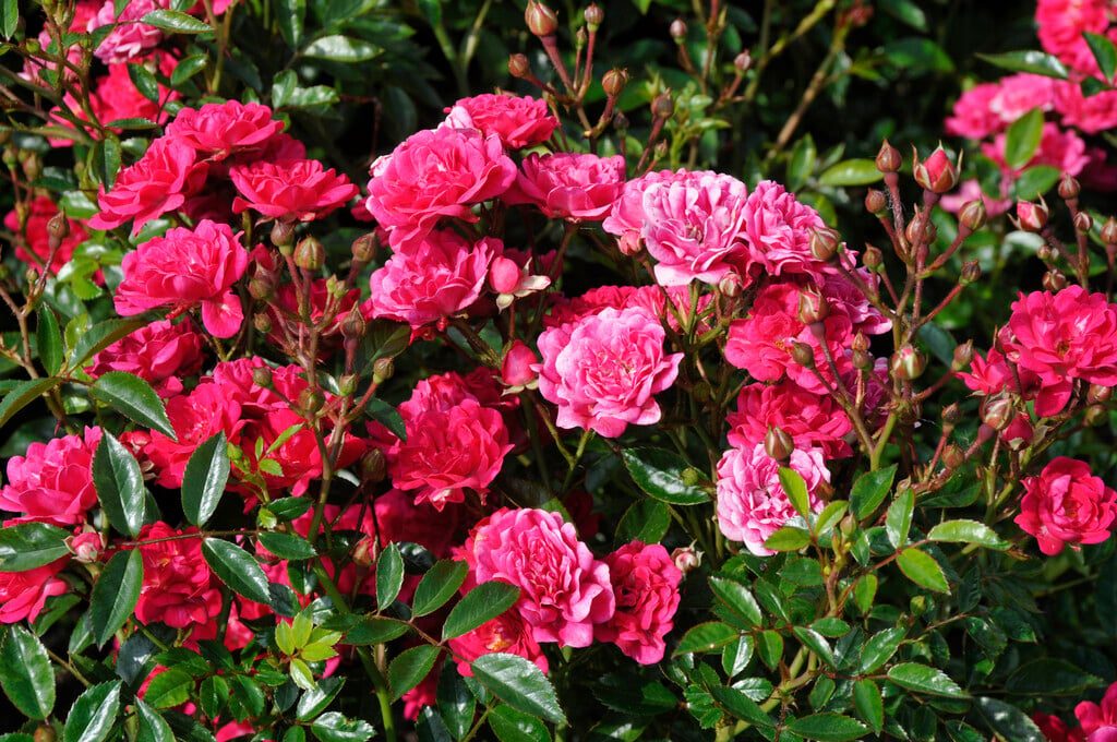 rose [Fairy Queen]