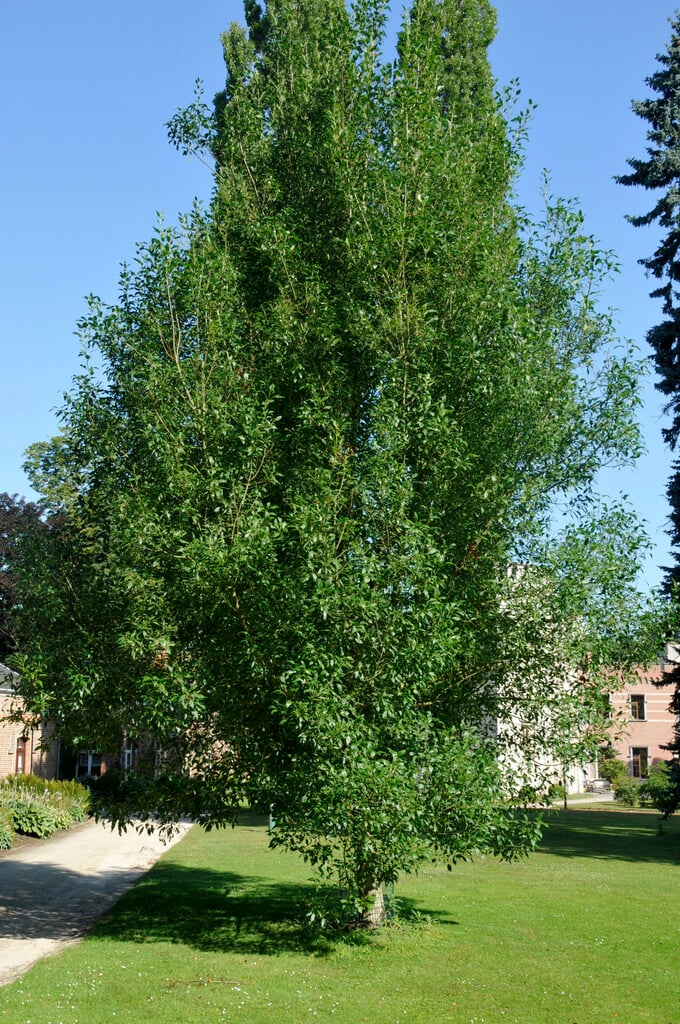 <i>Fraxinus</i> <i>angustifolia</i> 'Monophylla'