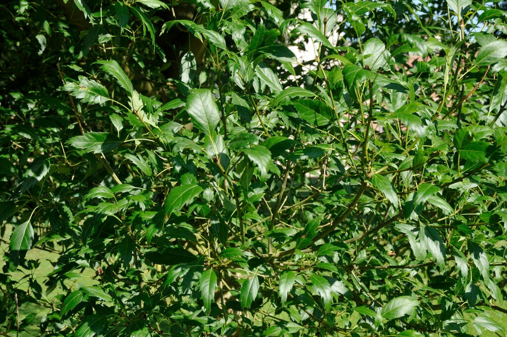 <i>Fraxinus</i> <i>angustifolia</i> 'Monophylla'