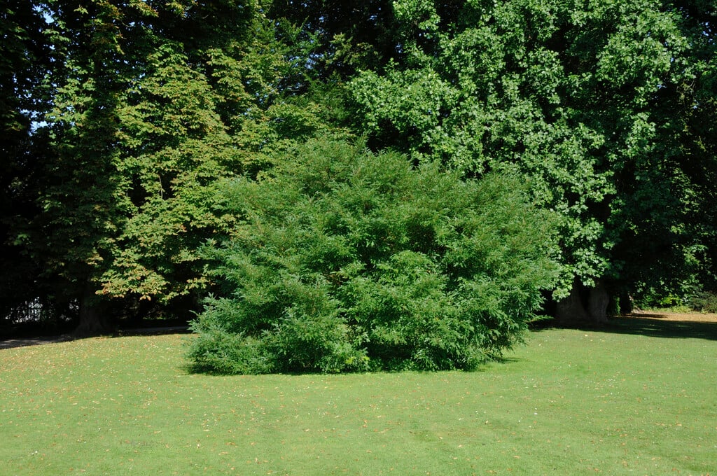 white mulberry 'Laciniata'