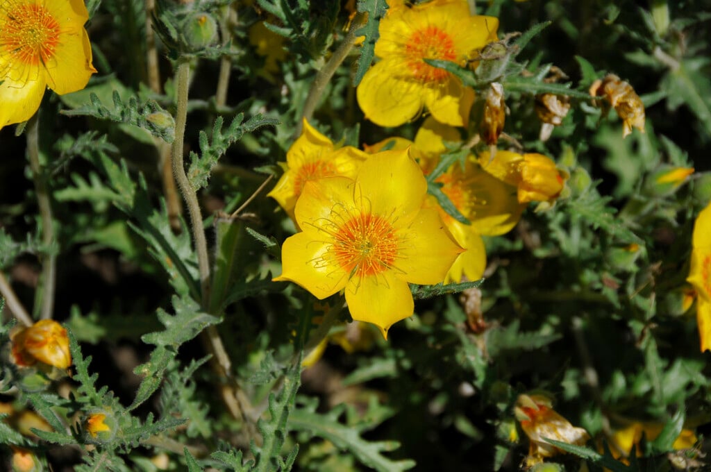 bartonia