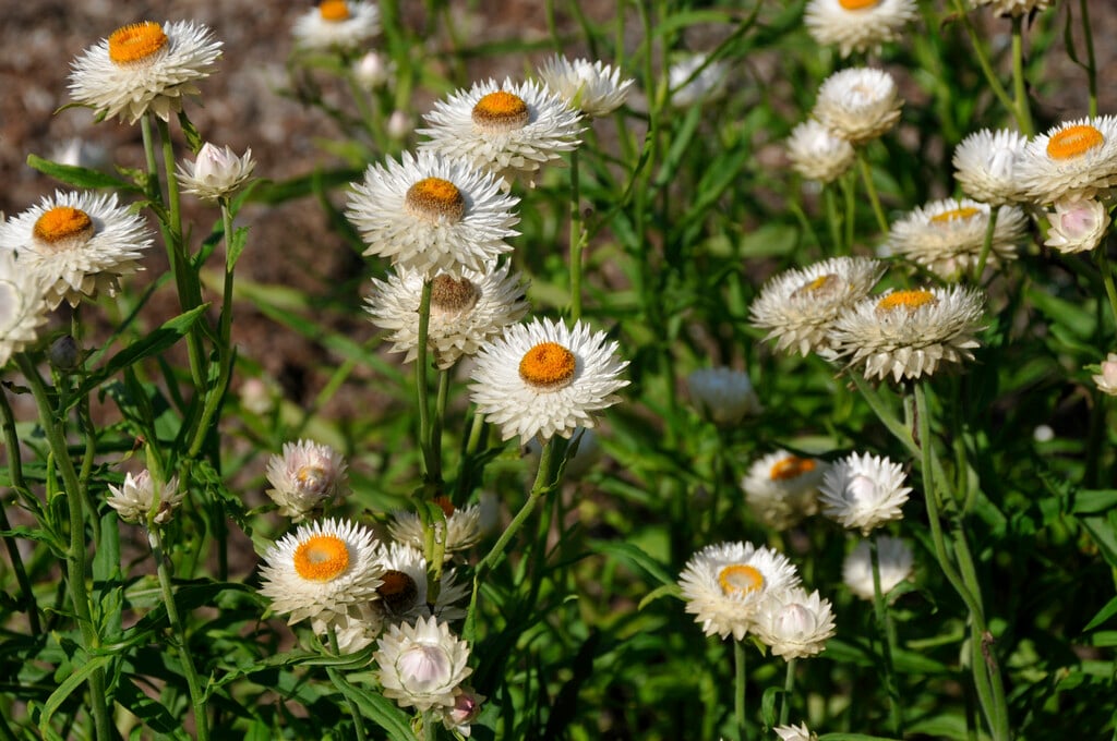 everlasting flower