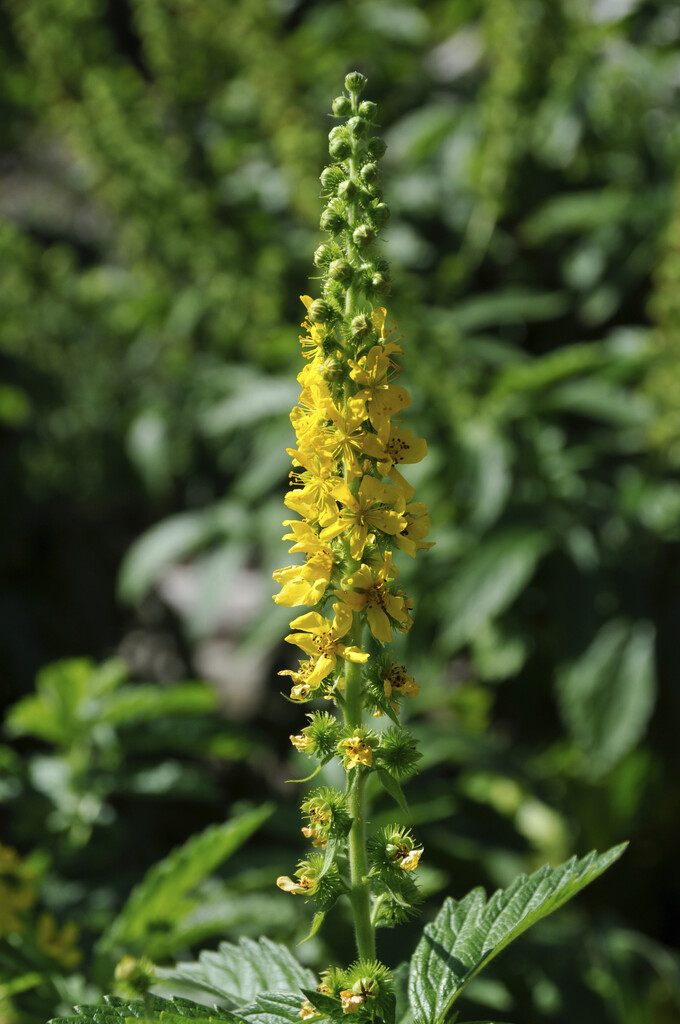 Agrimonia Eupatoria Agrimony Agrimonia Eupatoria Agrimony