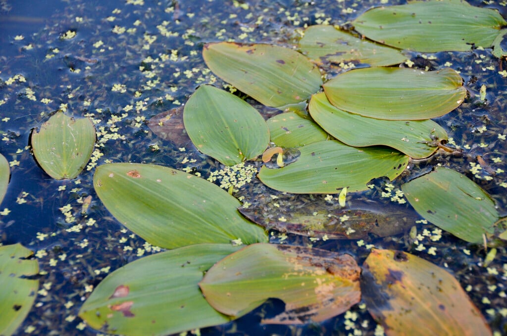 pickerel weed