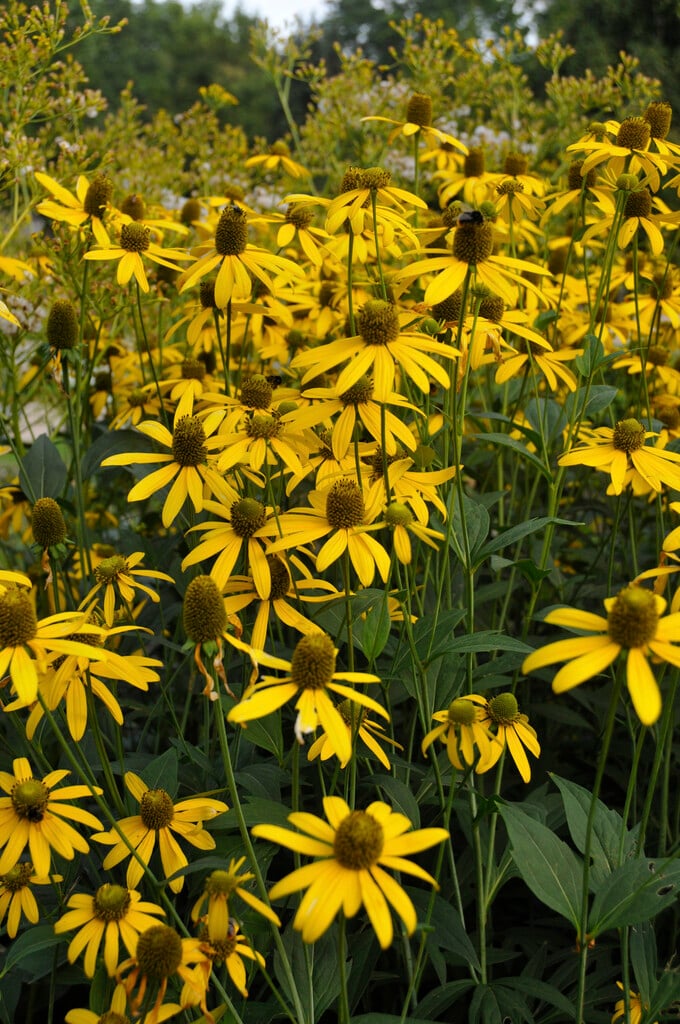 pinnate prairie coneflower