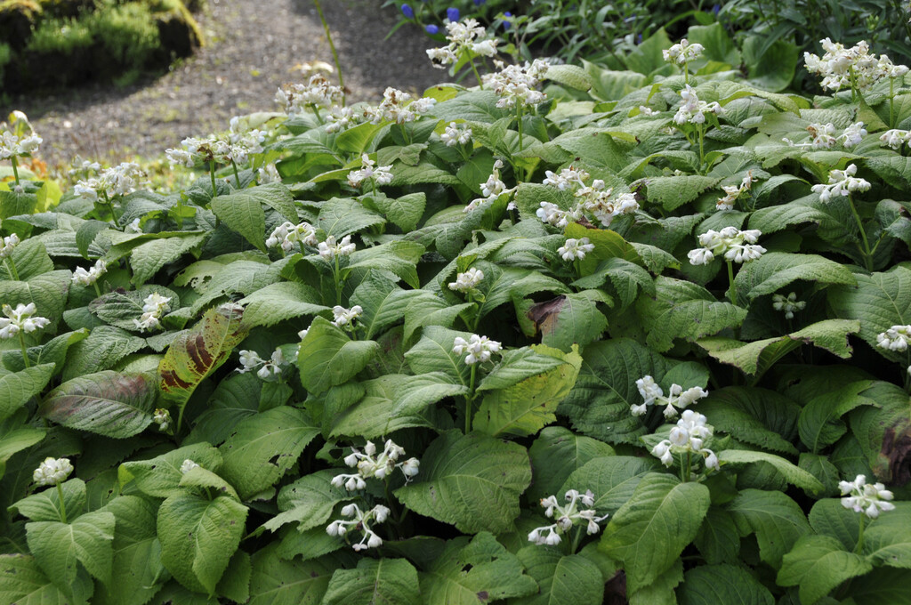 two-lobed false hydrangea