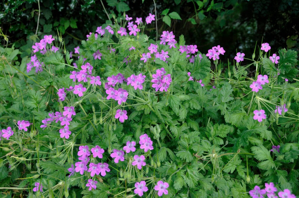 Manescau stork's bill