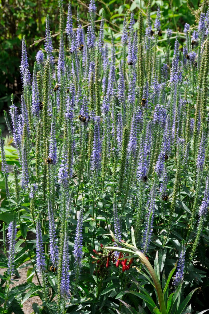 garden speedwell