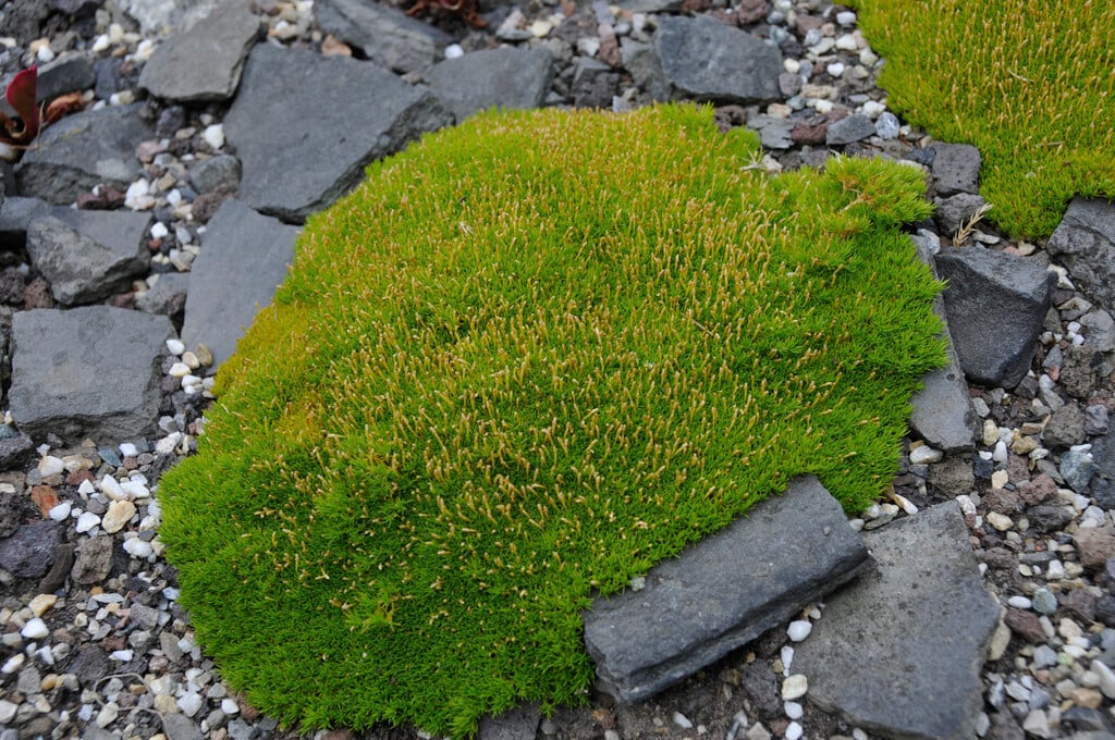 single-flowered knawel