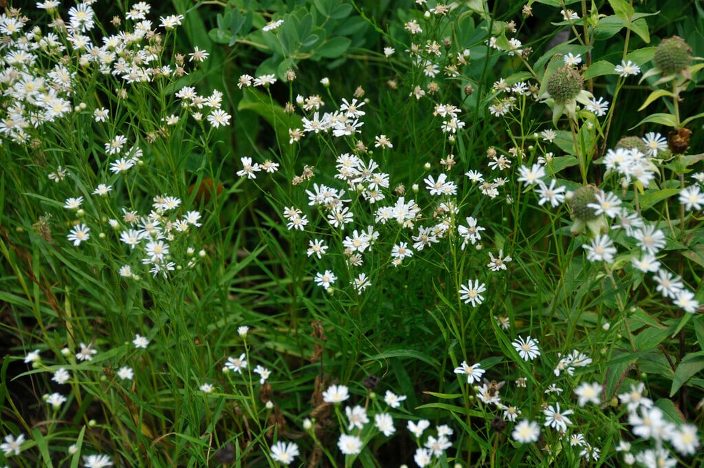 bouquet starflower