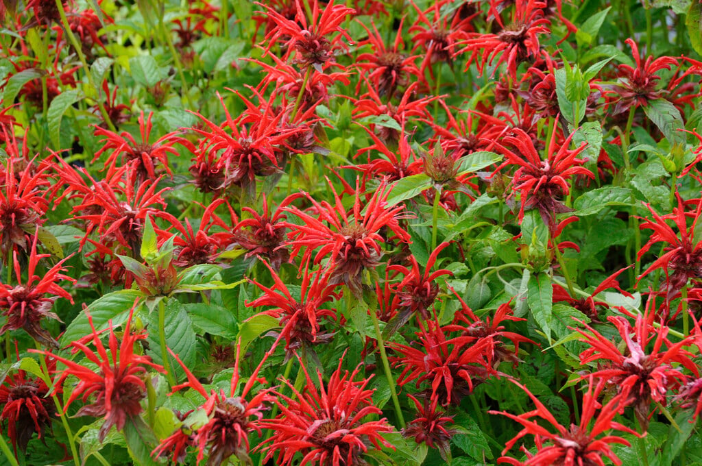 bergamot 'Jacob Cline'