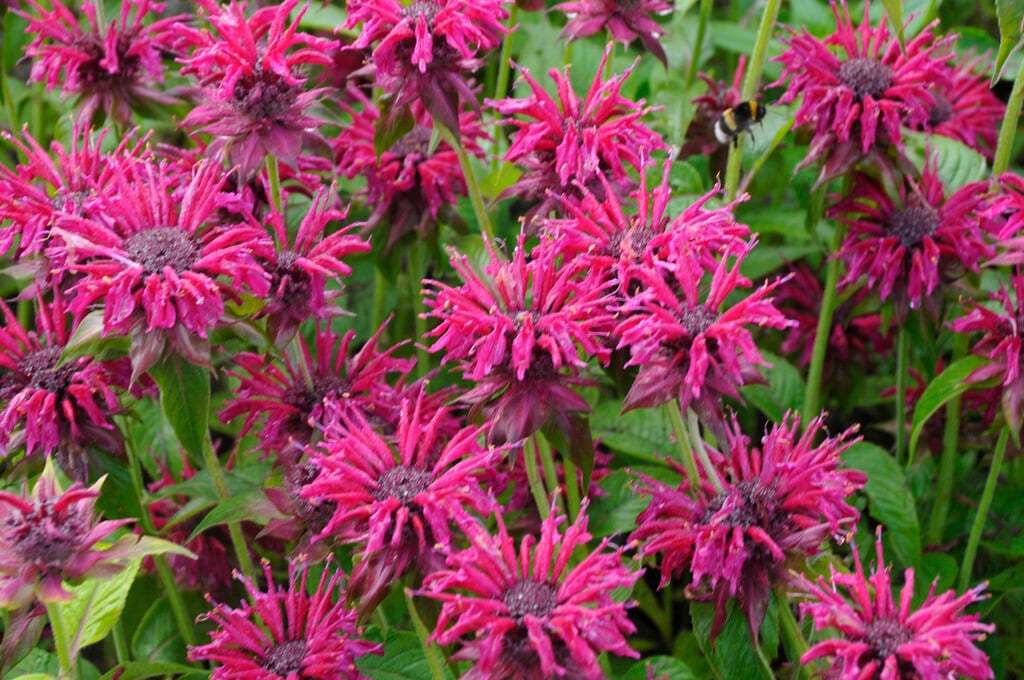 bergamot 'Purple Ann'