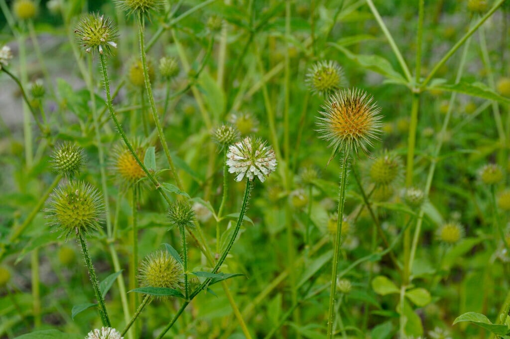 yellow-flowered teasel
