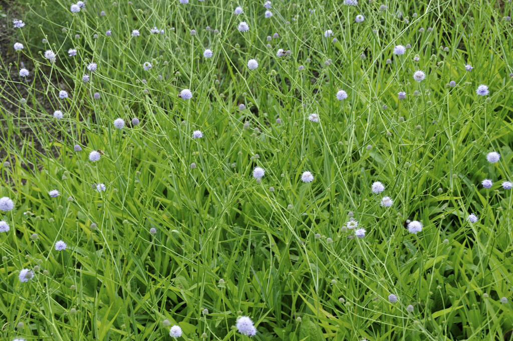 southern succisella