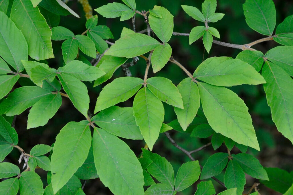 Nikko maple