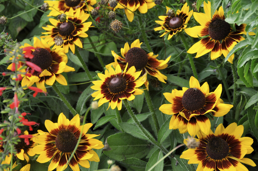 Rudbeckia Hirta Sonora Black eyed Susan Sonora Rudbeckia Hirta Sonora Black eyed Susan Sonora