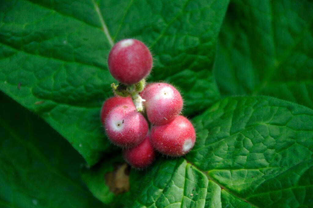 common fever root