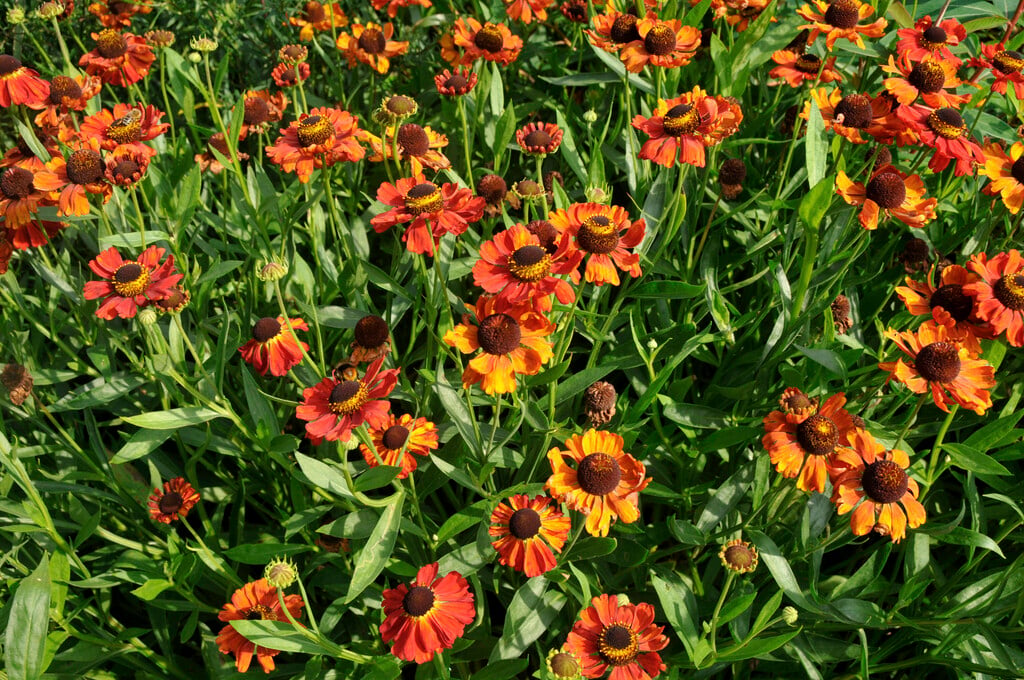 sneezeweed 'Vivace'
