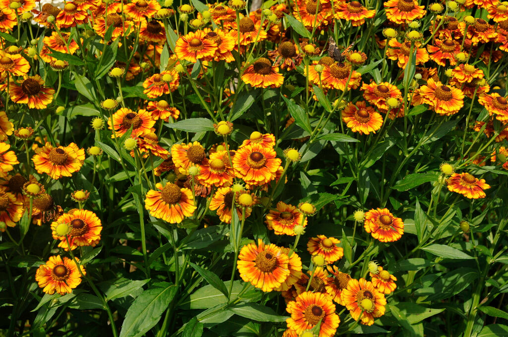 sneezeweed 'Vicky'