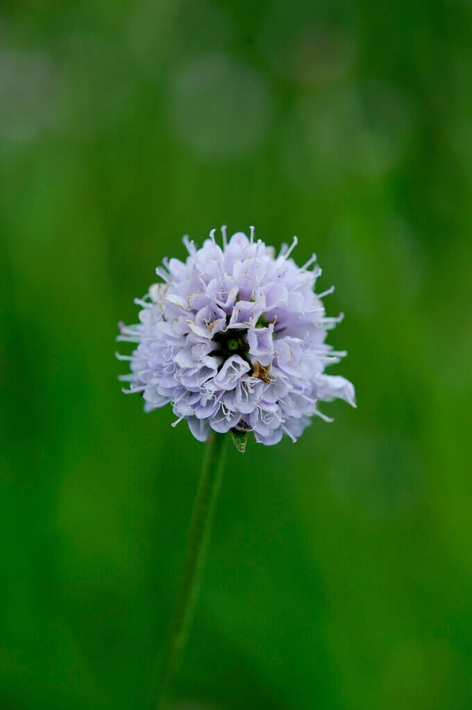 southern succisella