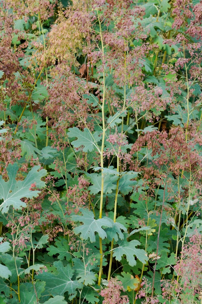 <i>Macleaya</i> <i>microcarpa</i>