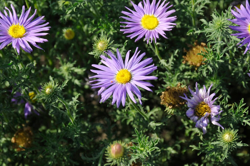 Tahoka daisy