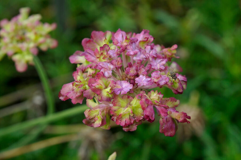 <i>Scabiosa</i> 'Little Emily'
