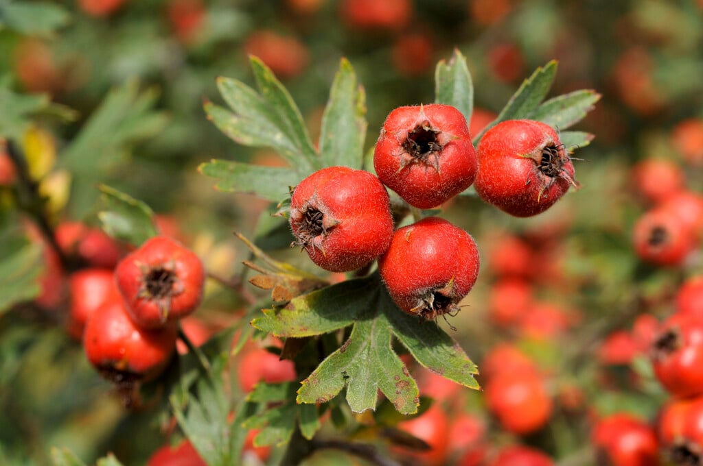eastern thorn