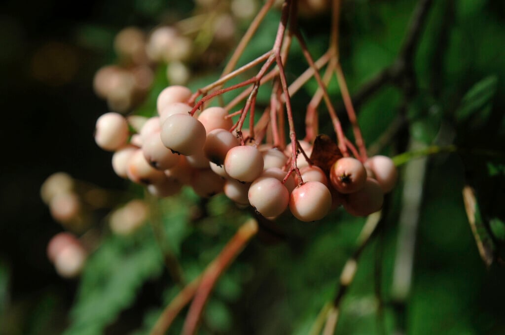 <i>Sorbus</i> 'Pink Pearl'