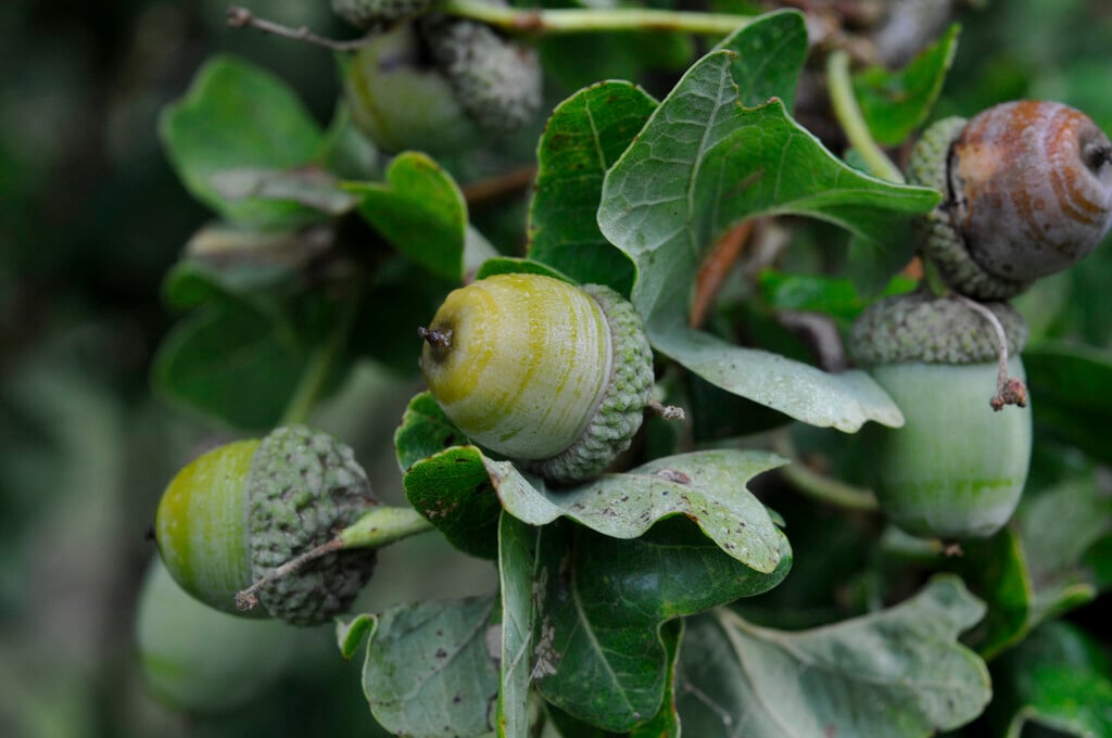 common oak Cristata Group