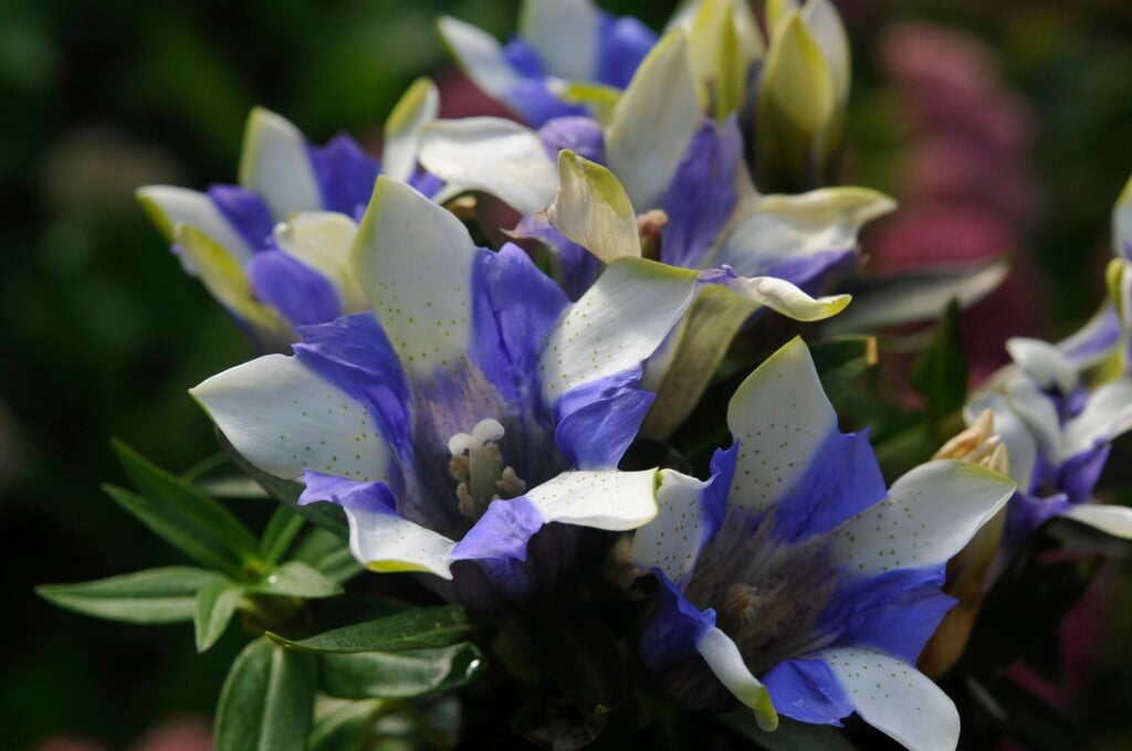 <i>Gentiana</i> <i>scabra</i> 'Royal Stripe'