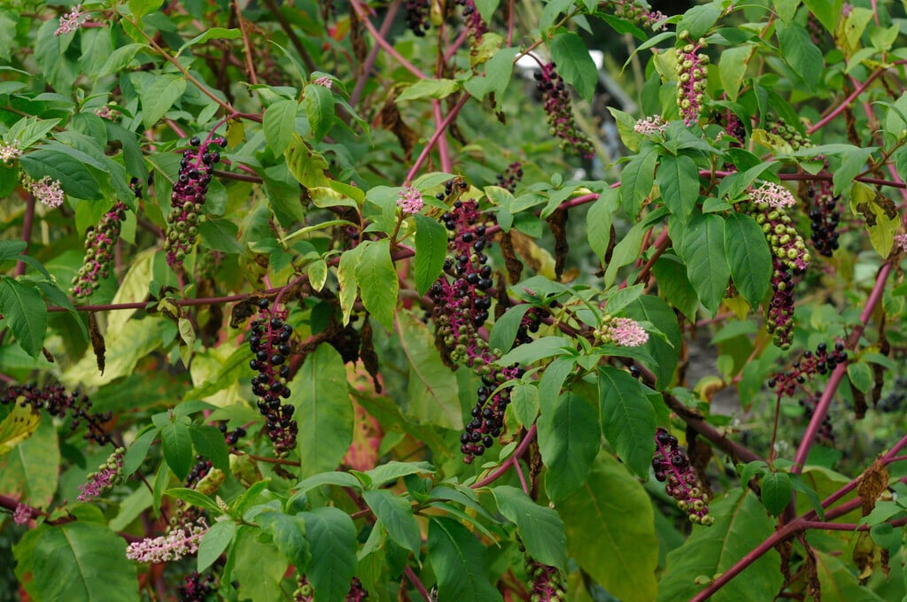 Indian pokeweed
