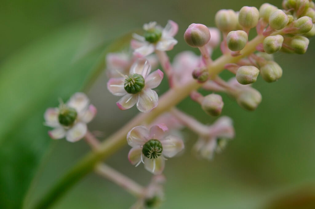 Indian pokeweed