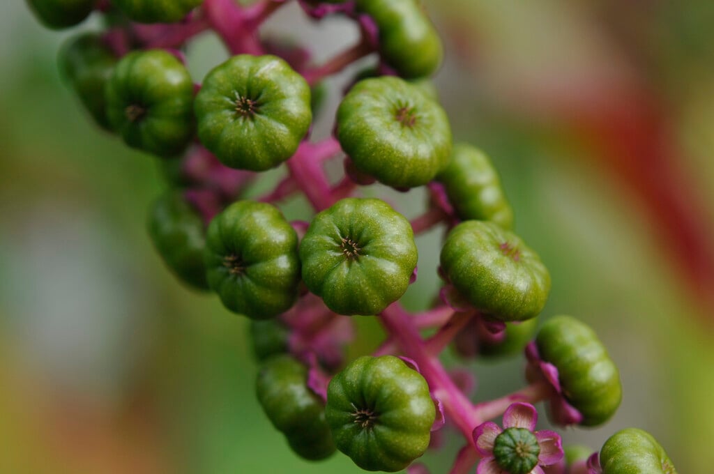 Indian pokeweed