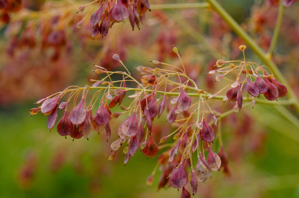 <i>Macleaya</i> <i>microcarpa</i>