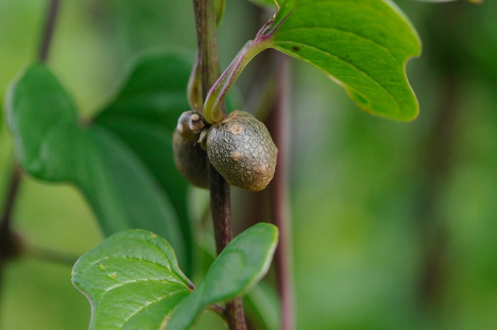 <i>Dioscorea</i> <i>japonica</i>