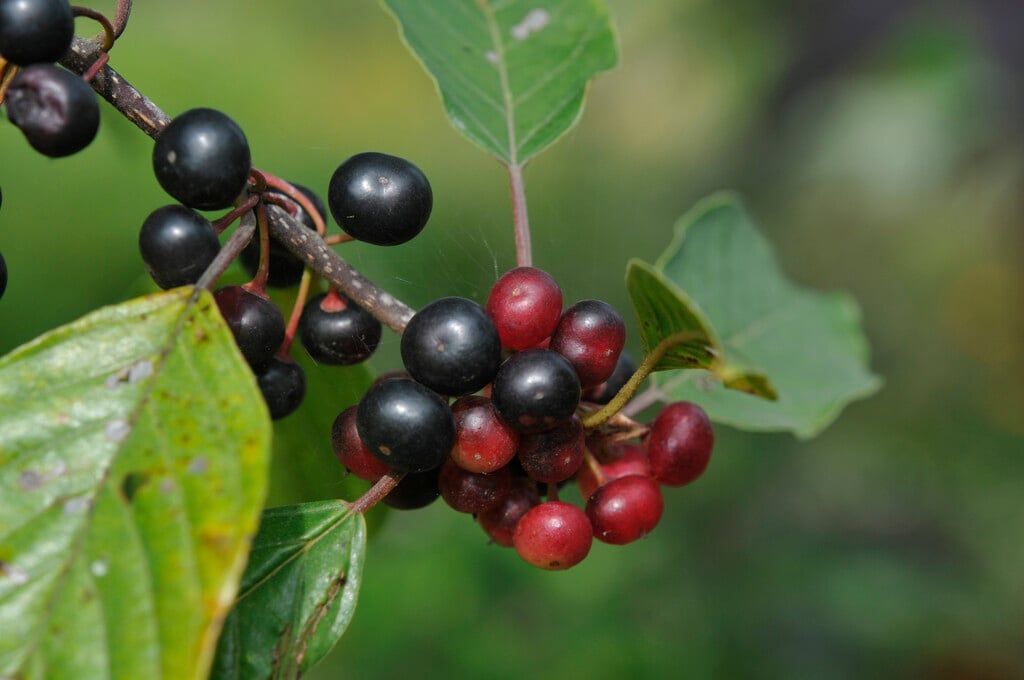 Frangula alnus