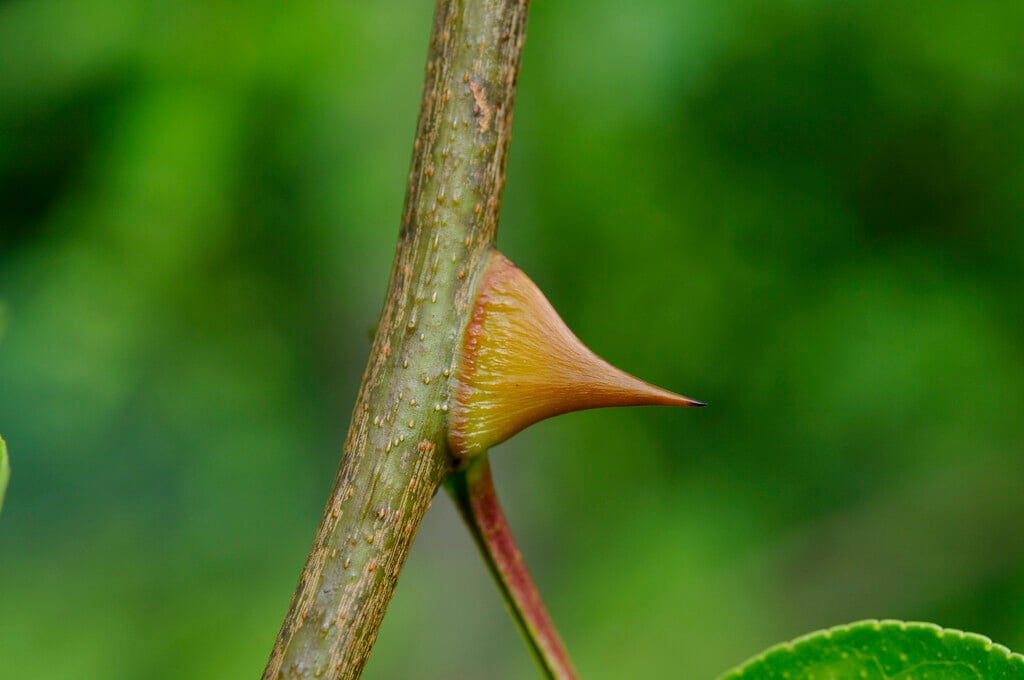 toothache tree