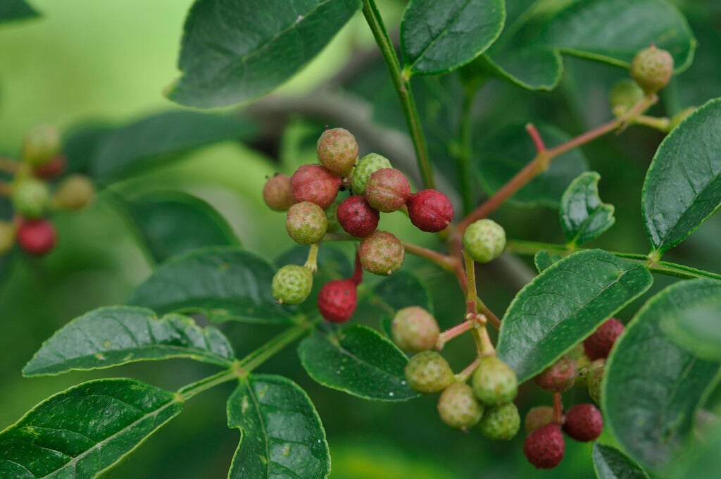 toothache tree