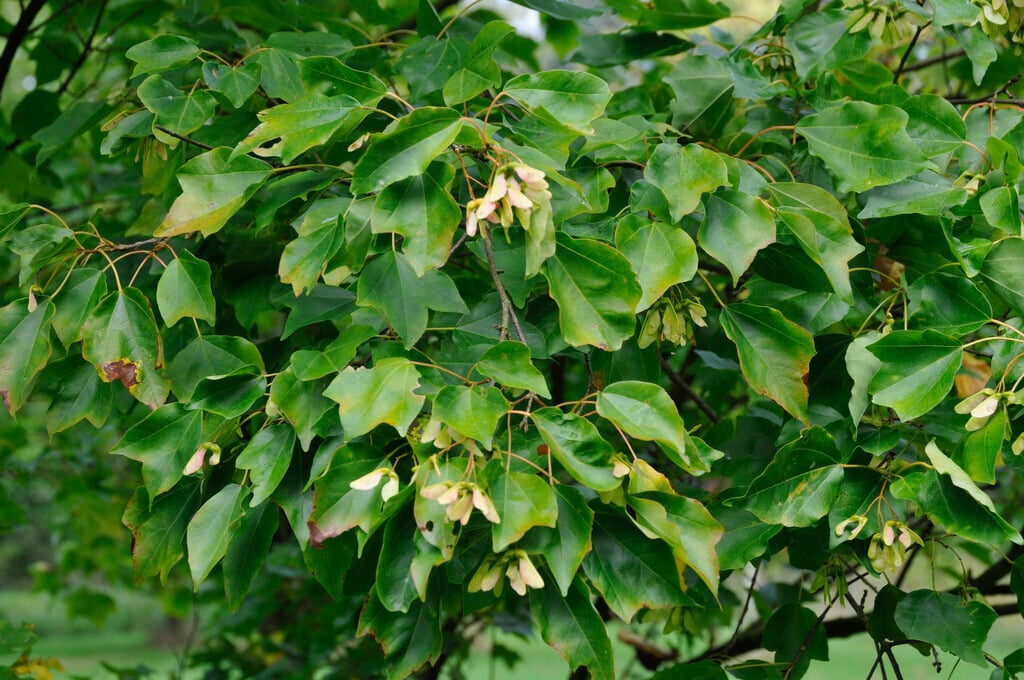 trident maple