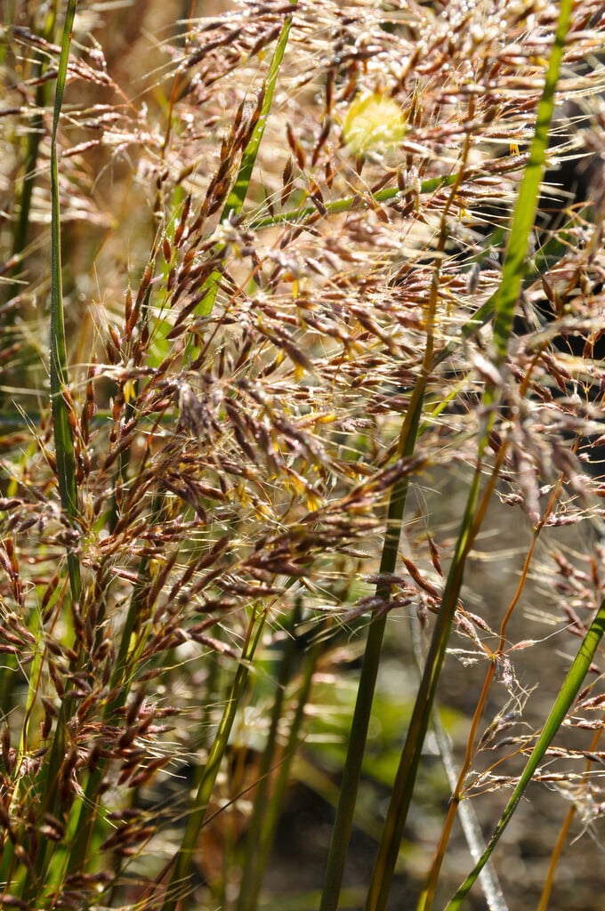 Indian grass 'Sioux Blue'