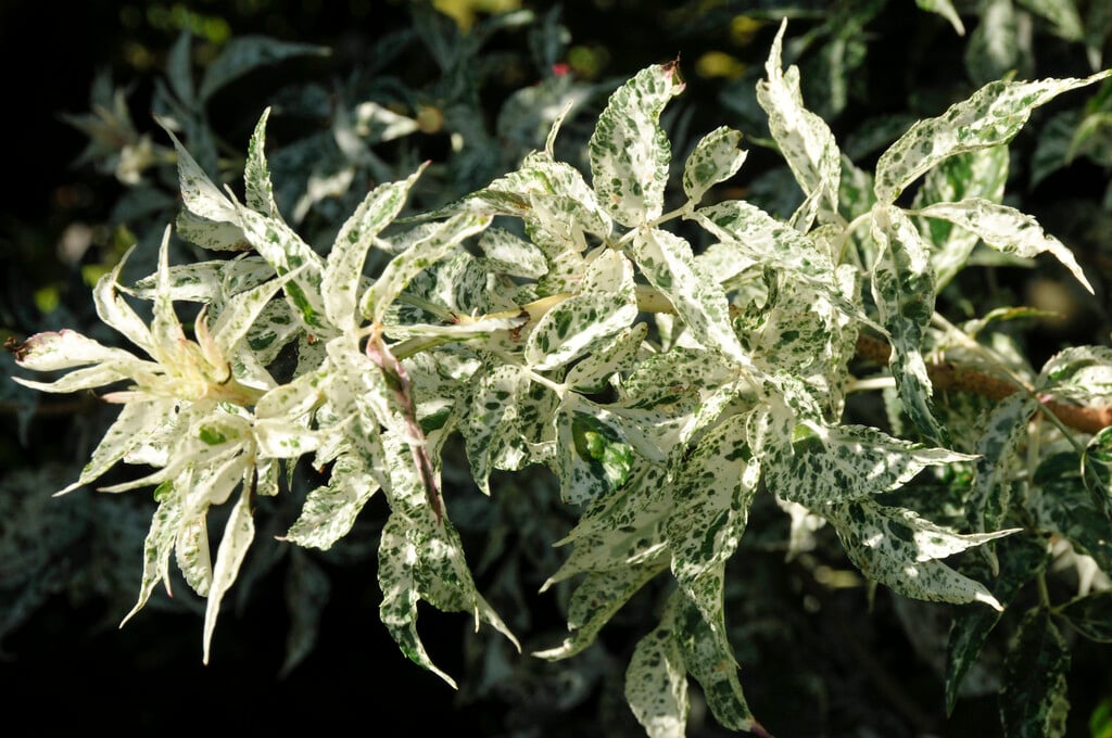 <i>Sambucus</i> <i>nigra</i> 'Pulverulenta' (v)